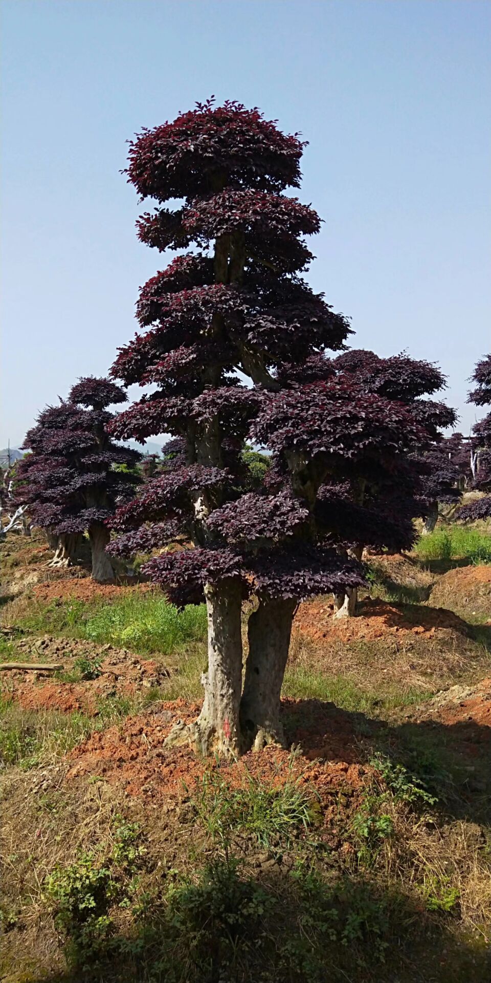 专业种植基地 造型红花继木桩 优质造型红花继木 精品红继木示例图1