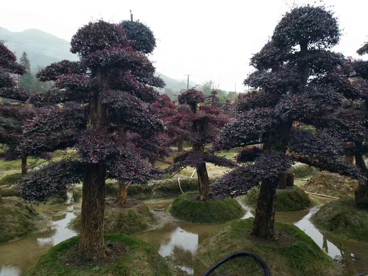 专业种植基地 造型红花继木桩 优质造型红花继木 精品红继木示例图3